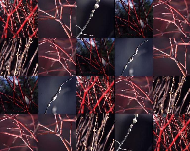 Twigsand Buds