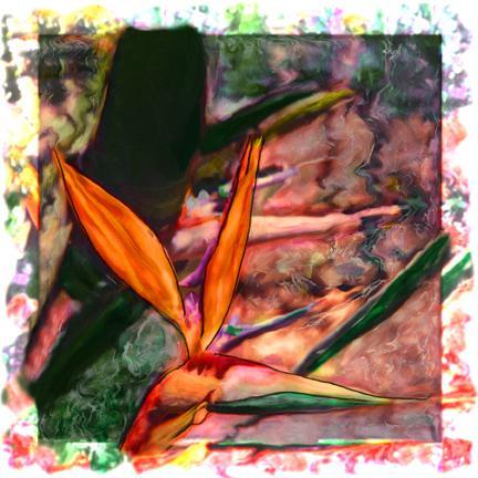 Bird of paradise