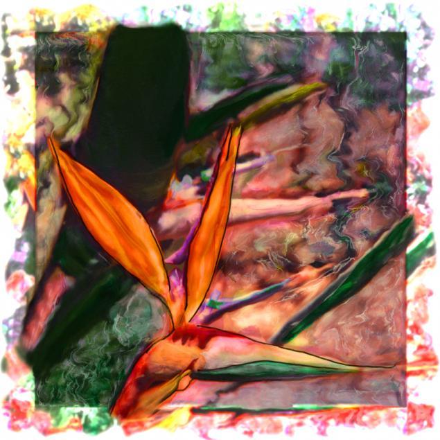 Bird of paradise