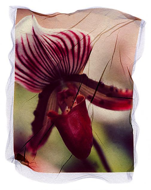 Orchid