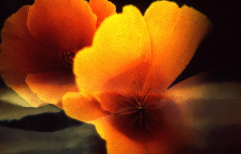 Sunset poppies