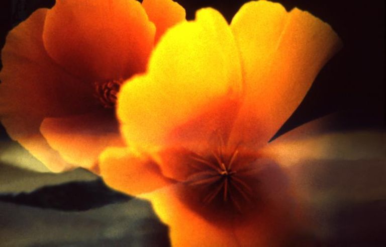 Sunset poppies