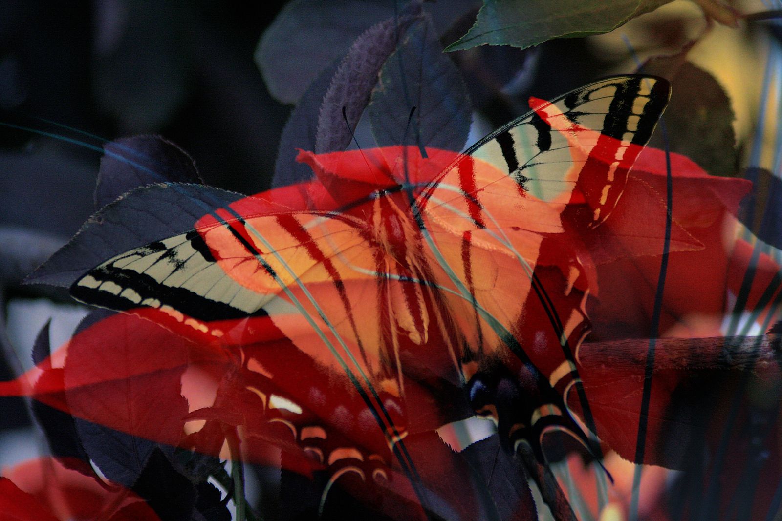 Butterfly