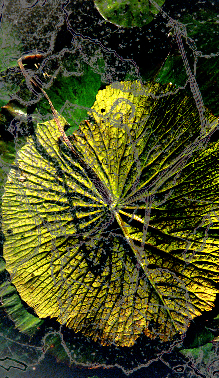 Decayed Beauty