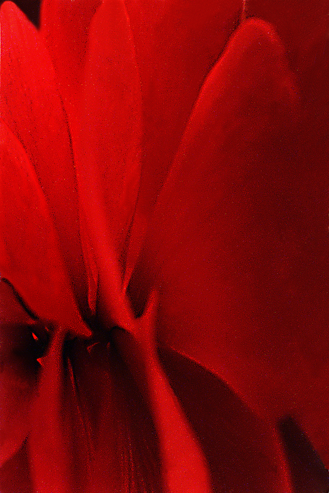 Petunia