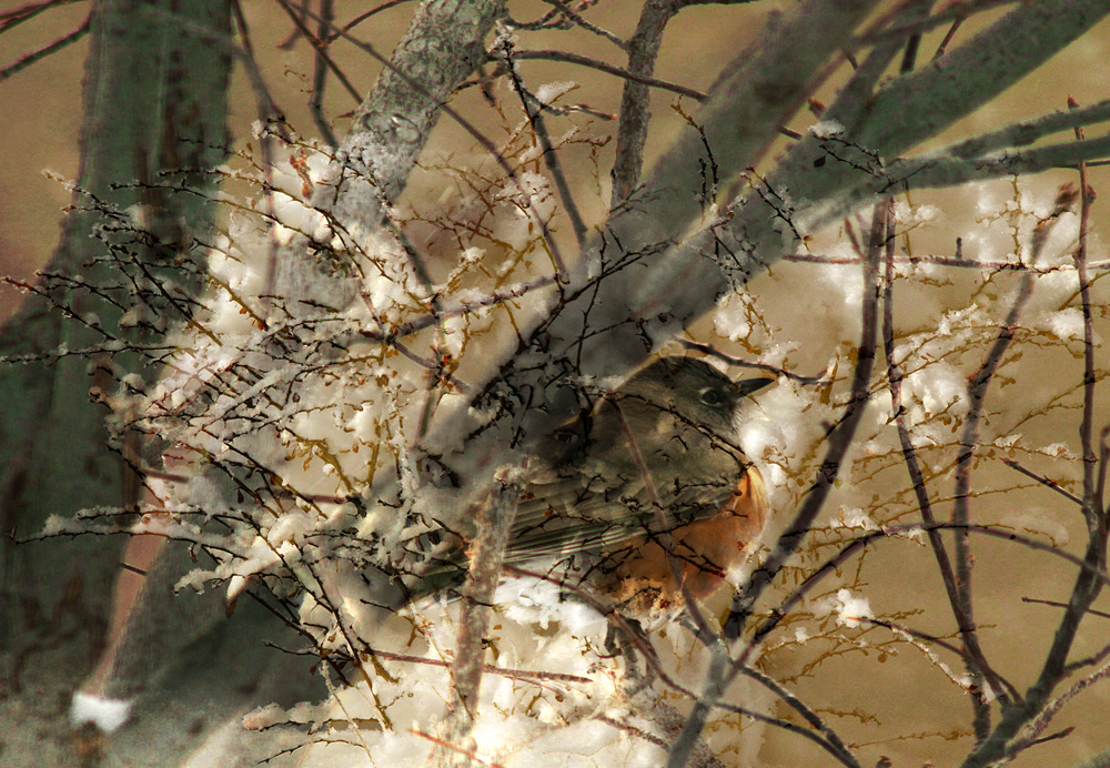 Red Breast Robin