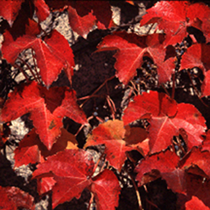 Red Leaves