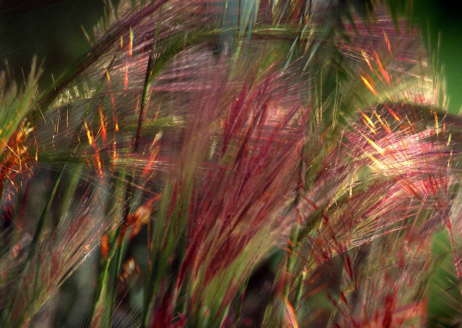 Weeds