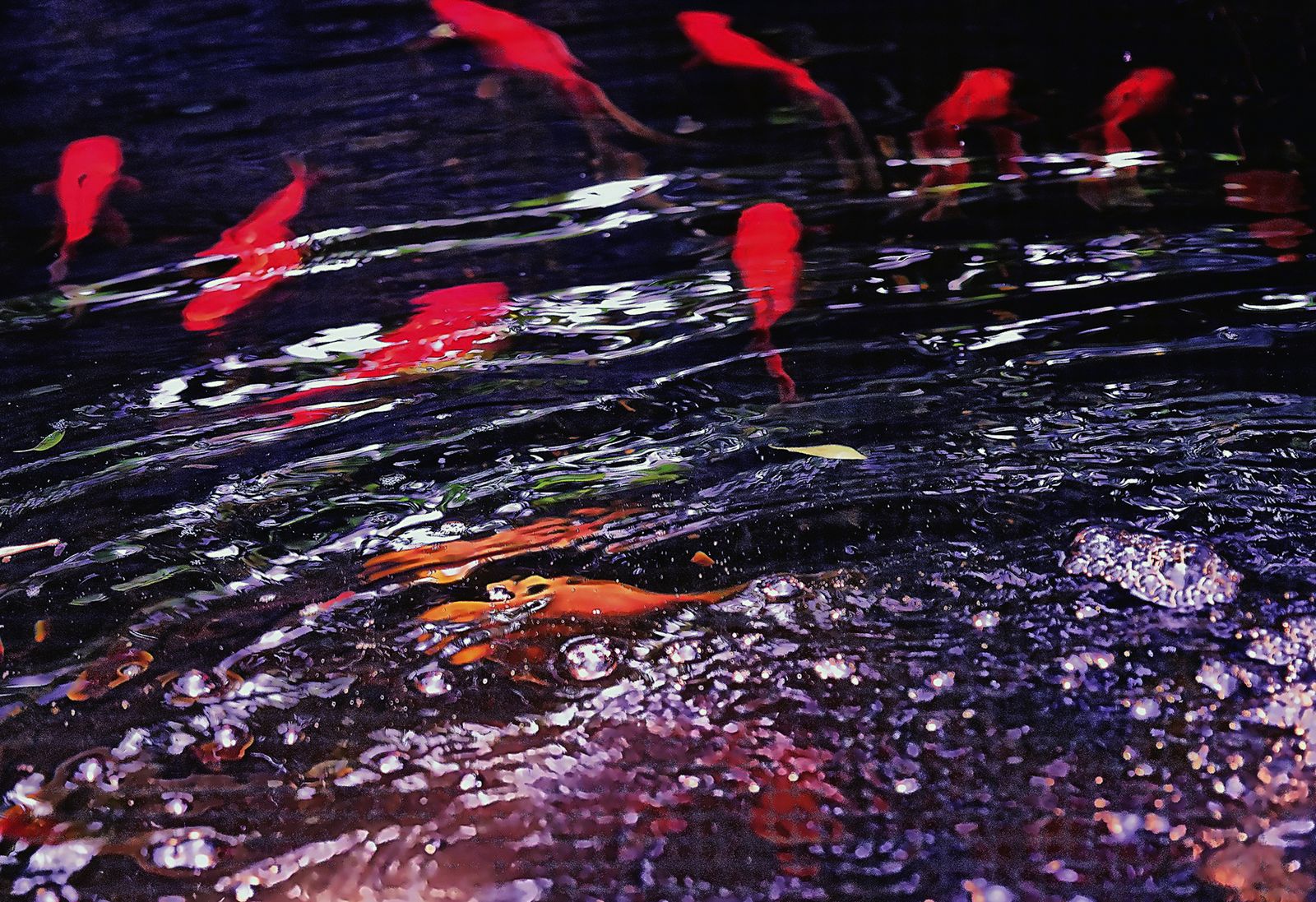 The coy of the Fish, Just breathe