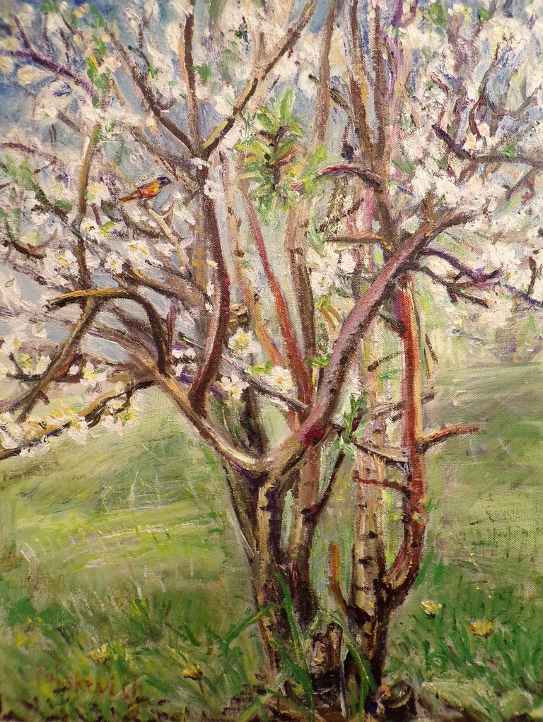 Plum Tree Blooming